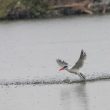 Sterne caspienne en Camargue